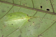 Chondroderella borneensis