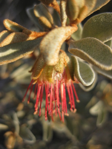 Image of Diplolaena Mollis (Diplolaena mollis) by (c) Andrew Thornhill, some rights reserved (CC BY)