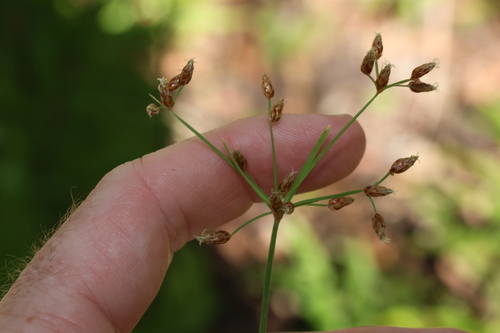 Fimbristylis dichotoma iNat (3)