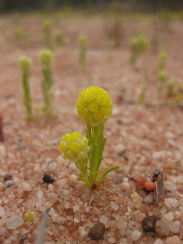 Fine-leaf Beauty-heads (Calocephalus francisii)
