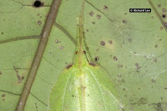 Chondroderella borneensis