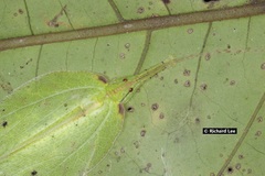 Chondroderella borneensis