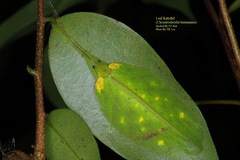 Chondroderella borneensis