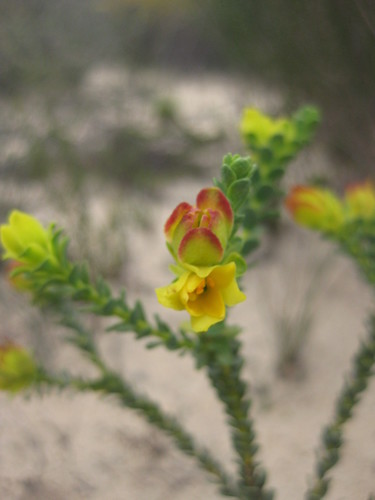 Image of Geleznowia verrucosa by (c) Andrew Thornhill, some rights reserved (CC BY)