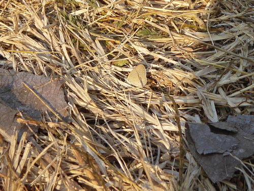 Lesser Grass Blue