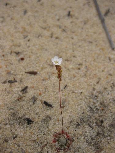 Drosera rechingeri (Drosera rechingeri)