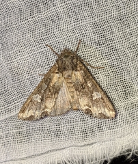 Mamestra configurata