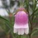 Eremophila clarkei - Photo (c) Andrew Thornhill, some rights reserved (CC BY), uploaded by Andrew Thornhill