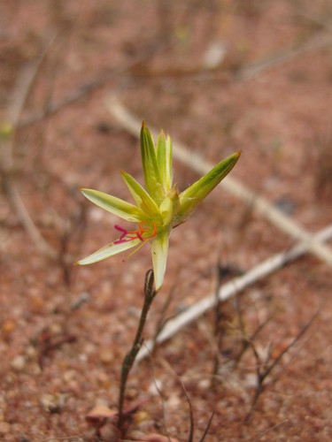Image of Ptilotus gaudichaudii by (c) Andrew Thornhill, some rights reserved (CC BY)