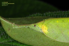 Chondroderella borneensis