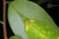 Chondroderella borneensis