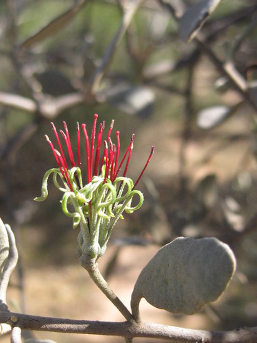 Amyema fitzgeraldii (Amyema fitzgeraldii)