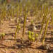 Gnephosis trifida - Photo (c) Andrew Thornhill, some rights reserved (CC BY), uploaded by Andrew Thornhill