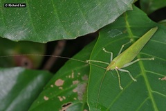 Chondroderella borneensis