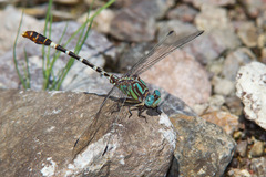 Erpetogomphus lampropeltis