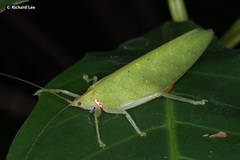 Chondroderella borneensis