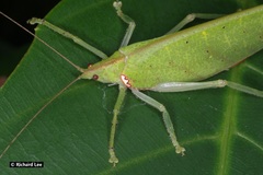 Chondroderella borneensis