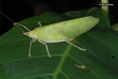 Chondroderella borneensis