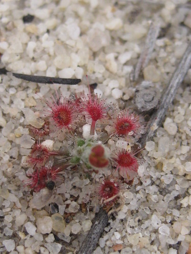Drosera eneabba