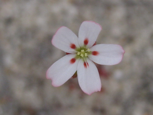 Drosera eneabba