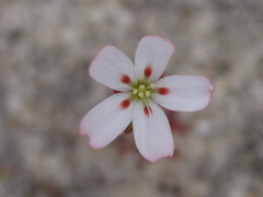 Drosera eneabba