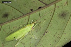 Chondroderella borneensis