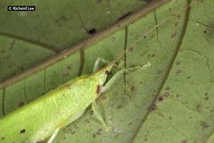 Chondroderella borneensis