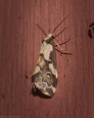 Philenora chionastis