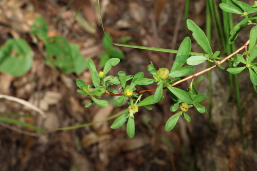 Image of Hibbertia obtusifolia by (c) Greg Tasney, some rights reserved (CC BY-SA)