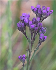 Carphephorus carnosus