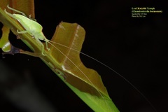 Chondroderella borneensis