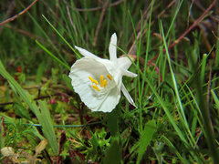 Narcissus cantabricus, photograph (c) Juan C. Espinosa, some rights reserved (CC BY)