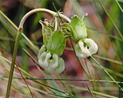 Asclepias connivens