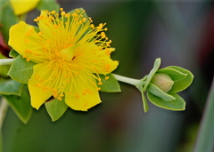 Hypericum myrtifolium