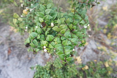 Syzygium bankense