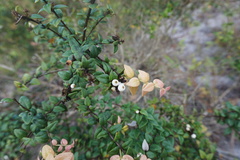 Syzygium bankense