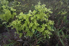 Syzygium bankense