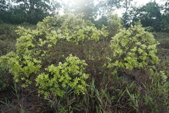 Syzygium bankense