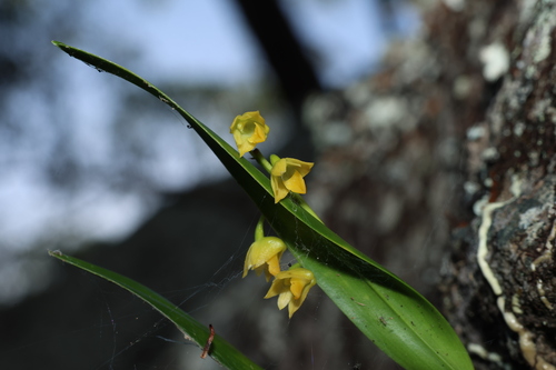 Image of Dendrobium monophyllum by (c) Greg Tasney, some rights reserved (CC BY-SA)