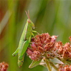 Aptenopedes sphenarioides