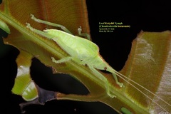 Chondroderella borneensis