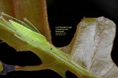 Chondroderella borneensis