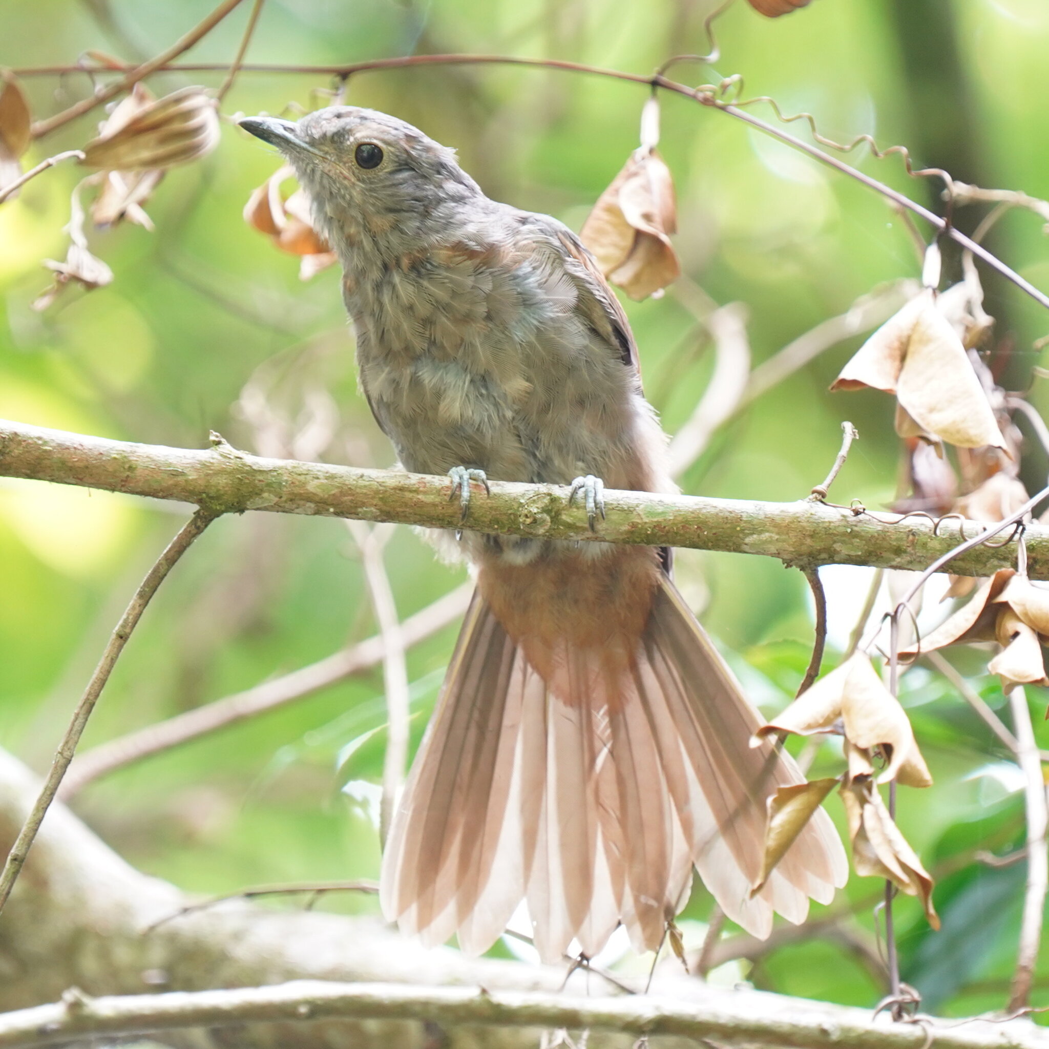 Cinnamon-vented Piha (Lipaugus lanioides), photo 7