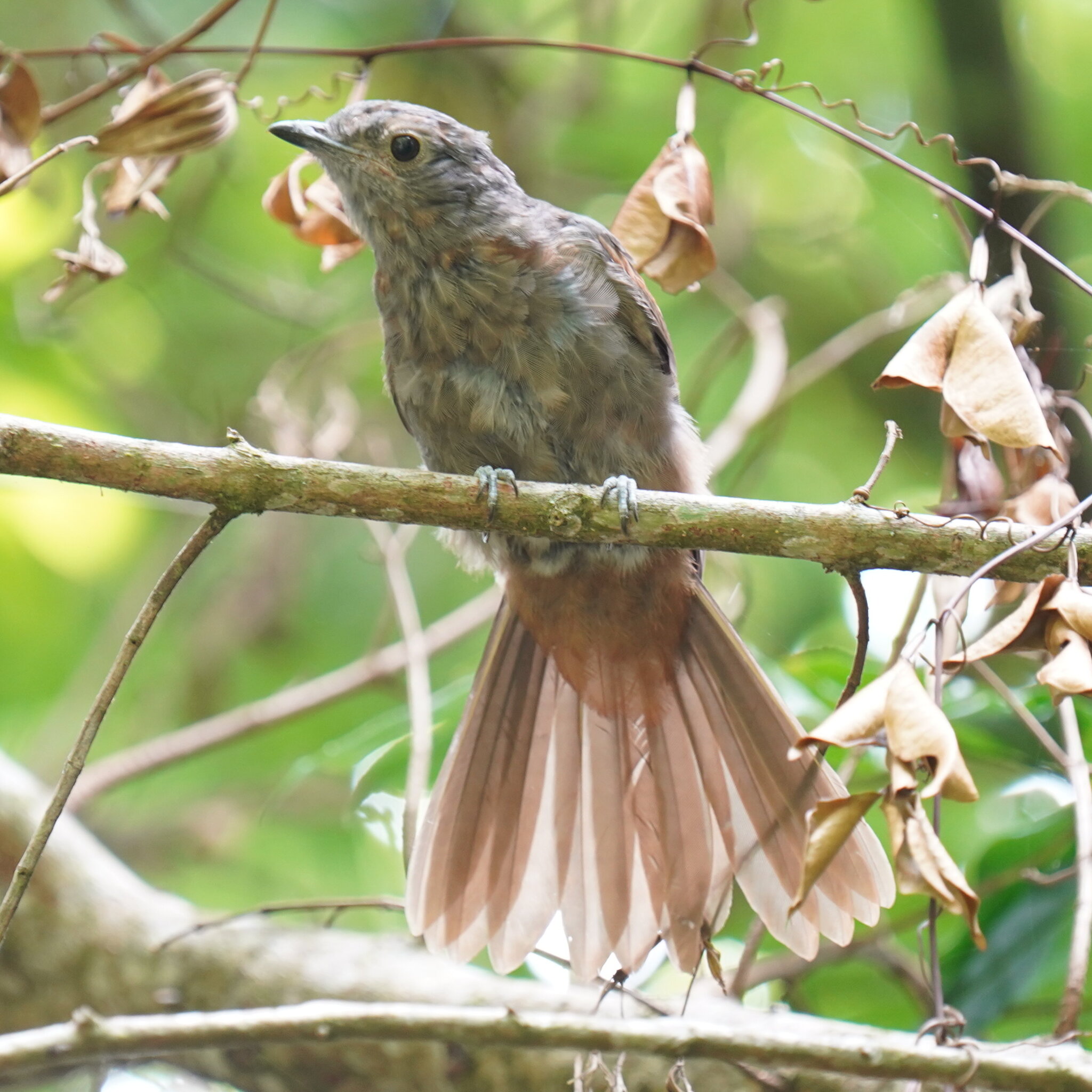 Cinnamon-vented Piha (Lipaugus lanioides), photo 8