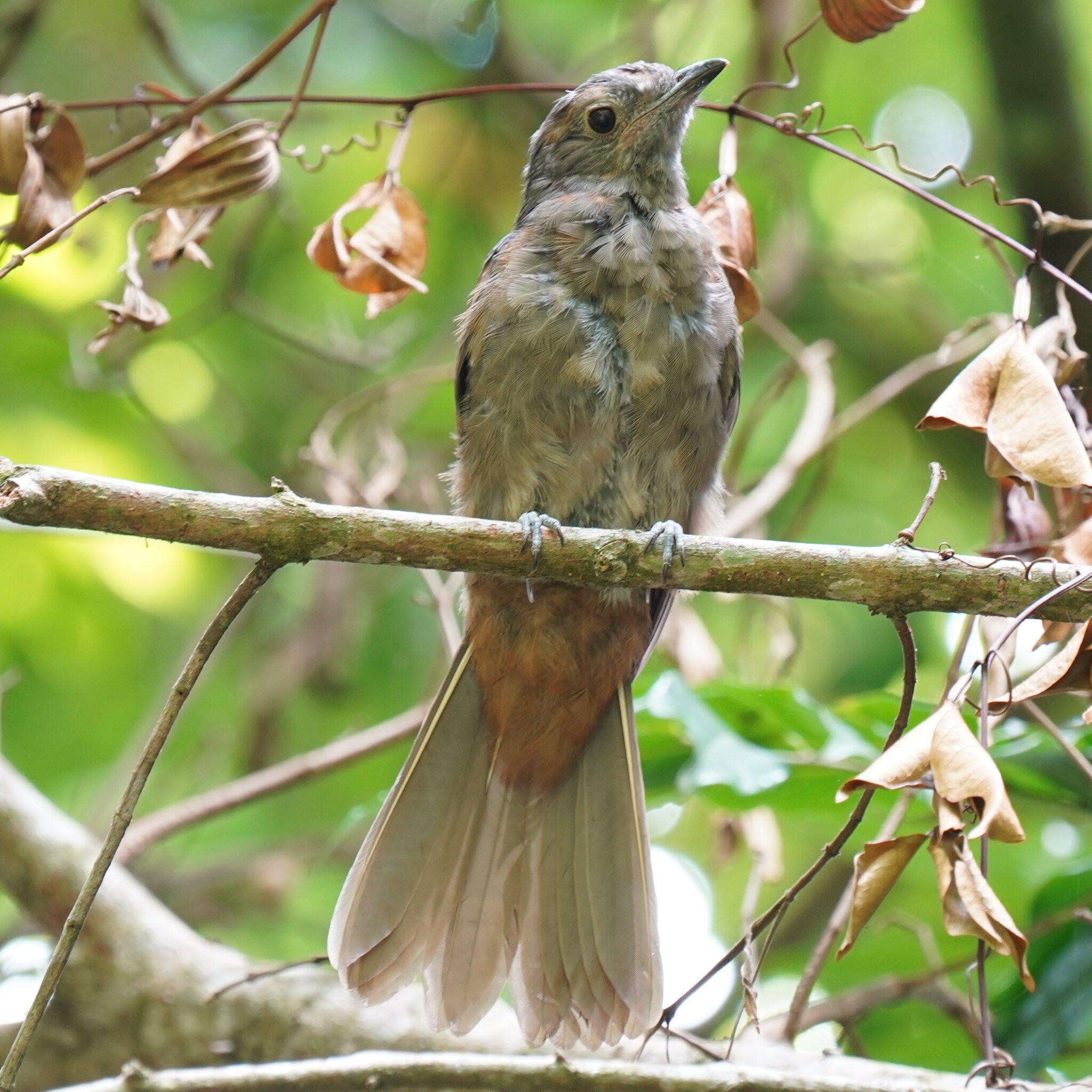 Cinnamon-vented Piha (Lipaugus lanioides), photo 6