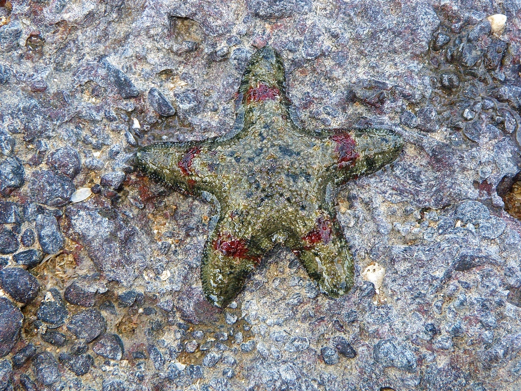 Crown reef star