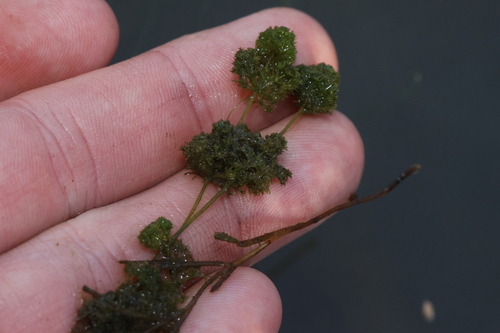 Image of Nitella hyalina by (c) Greg Tasney, some rights reserved (CC BY-SA)
