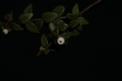 Syzygium bankense