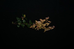 Syzygium bankense