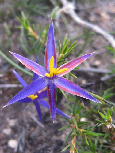 Calectasia valida (Calectasia valida)